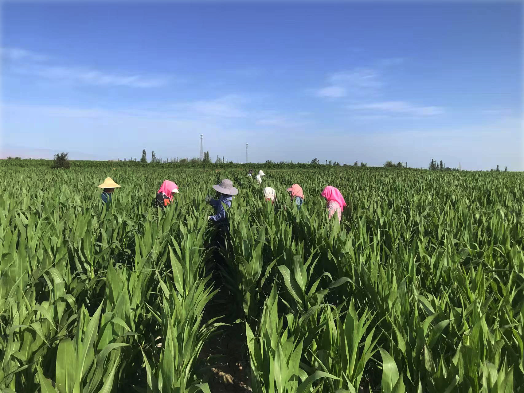 守護種子“純度生命線” | 敦煌種業(yè)高質(zhì)量推進玉米去雄工作